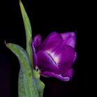 Studio-Tulpe lila