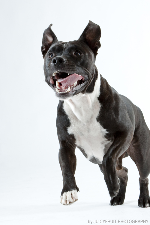 Studiofotografie Hund beim Laufen