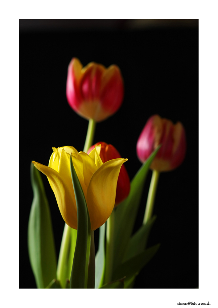 Studiotulpen