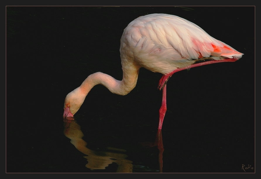 Study in flamingo