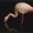 Study in flamingo