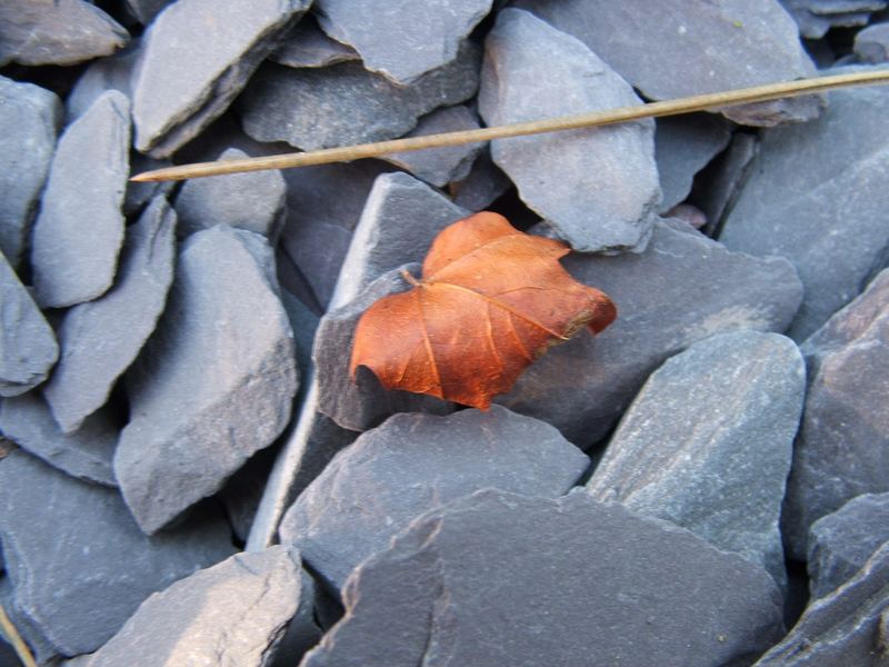 Study in slate and russett