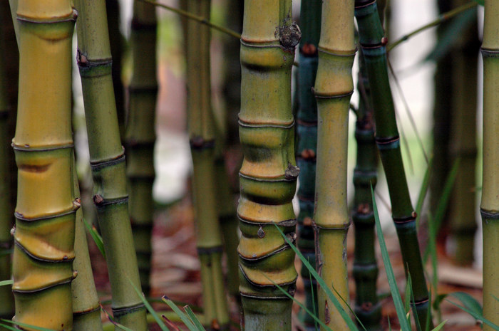 study of bamboo