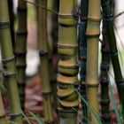 study of bamboo