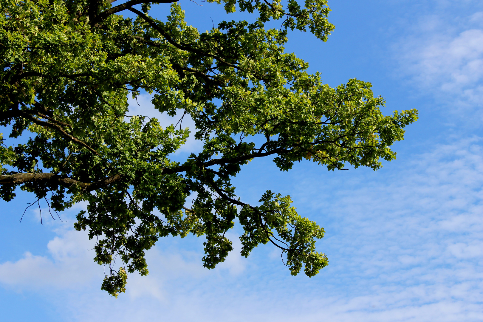 Stück Baumkrone & Himmel