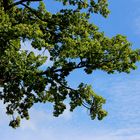 Stück Baumkrone & Himmel