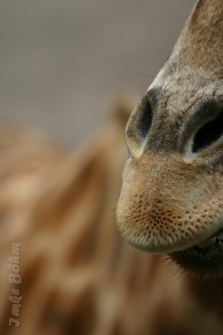 Stück von der Giraffe II