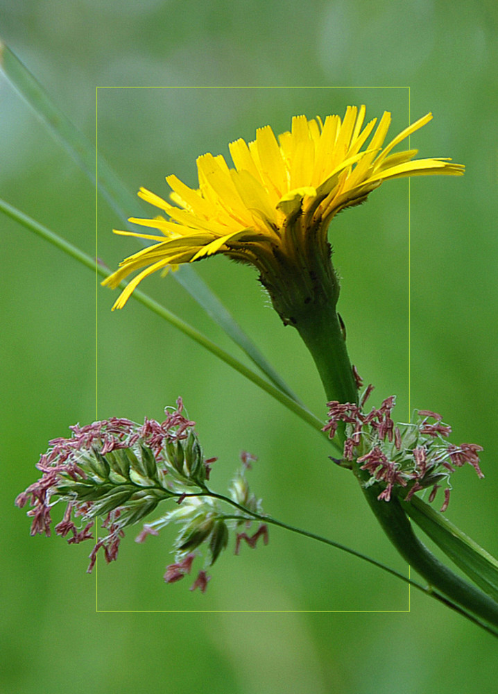 Stückchen Wiese