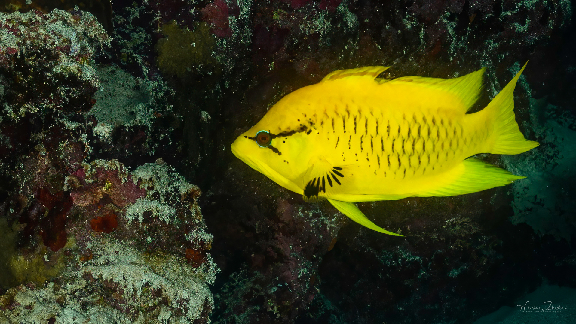 Stülpmaul Lippfisch