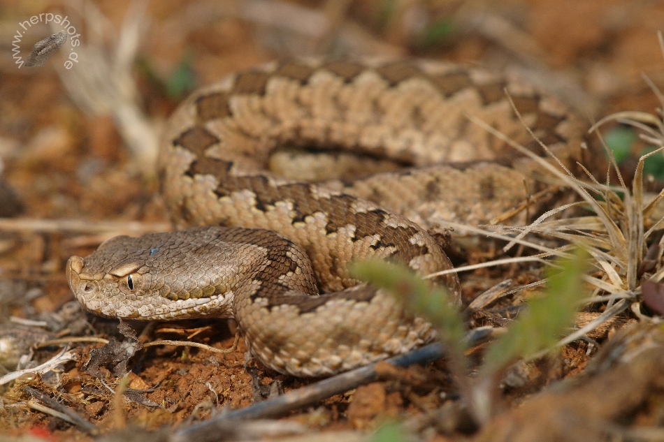 Stülpnasenotter (Vipera latastei latastei)