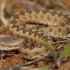 Stülpnasenotter (Vipera latastei latastei)