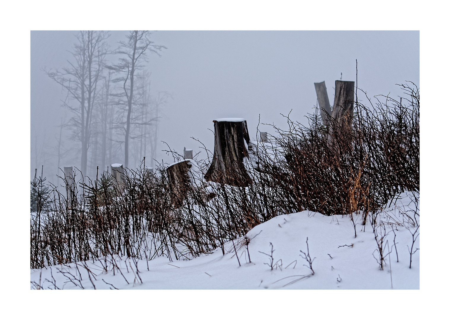 Stümpfe im Nebel