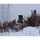 Stümpfe im Nebel