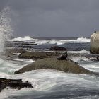 ...stürmisch stürmisch auf Robben Island...