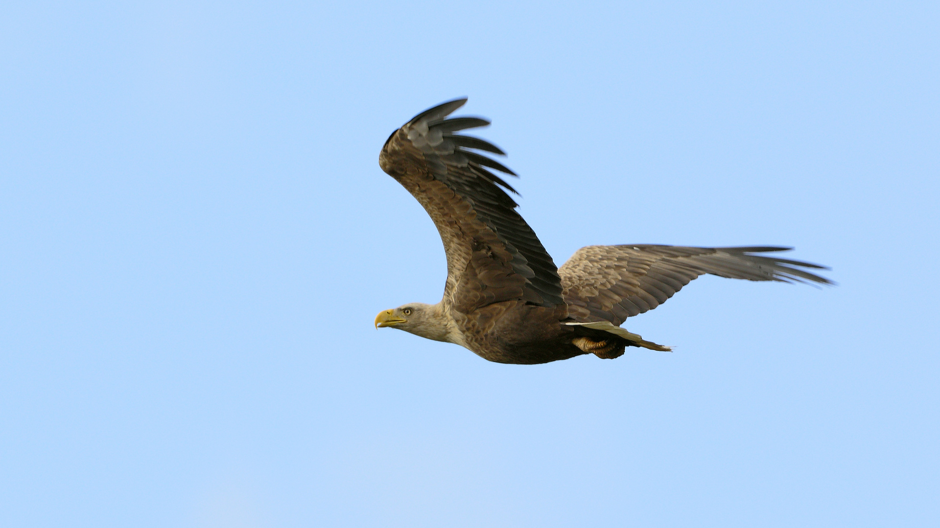 Stürmische Gänsejagd