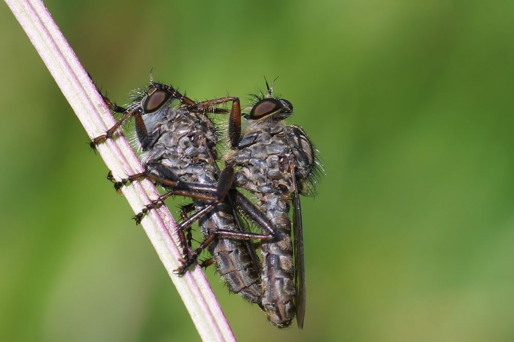 Stürmische Liebe auf der Wiese