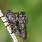 Stürmische Liebe auf der Wiese