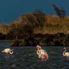 Stürmische Tage in der Camargue