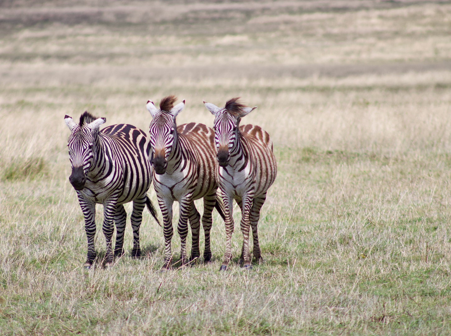 Stürmische Zebras