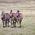 Stürmische Zebras