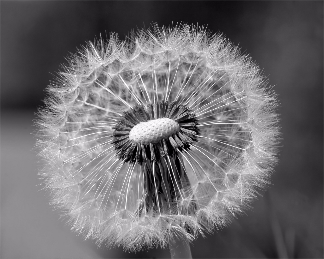 Stürmische Zeiten..            (Pusteblume)