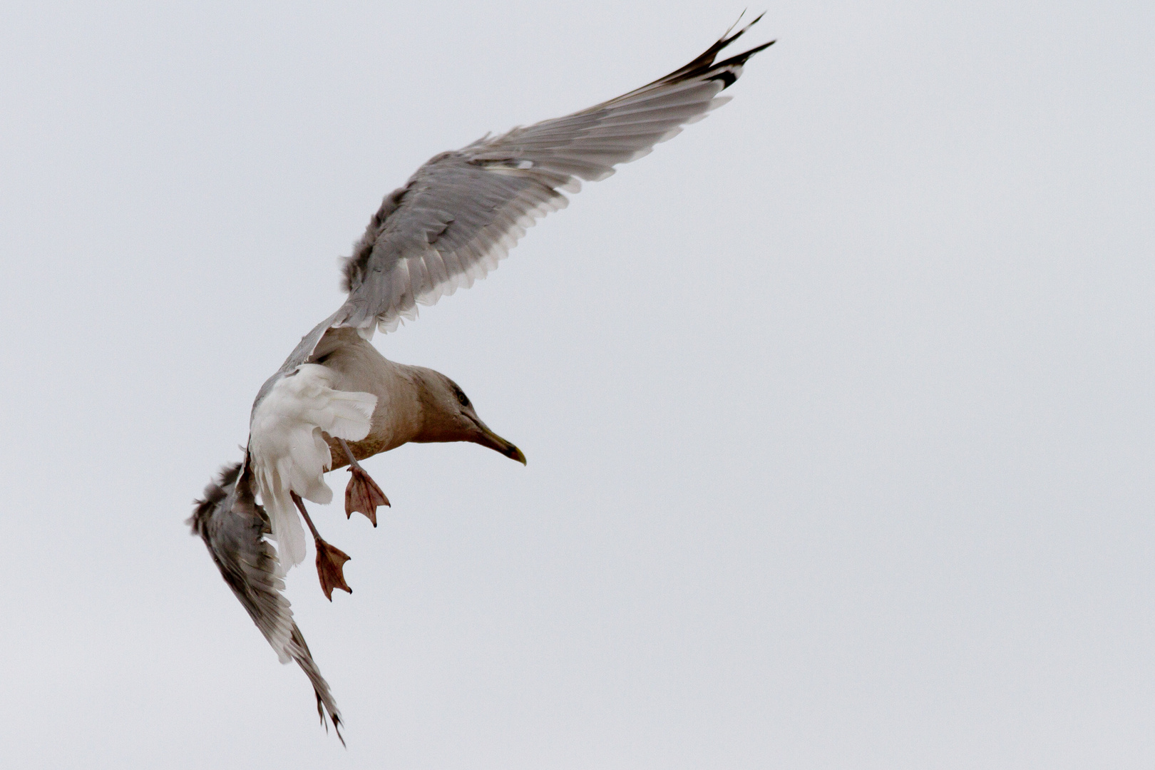 Stürmischer Anflug I