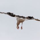 Stürmischer Anflug II