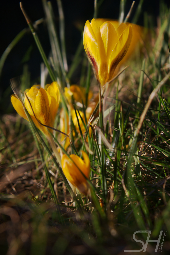 Stürmischer Frühlingsbote