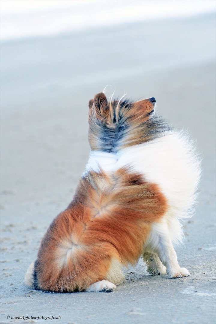 Stürmischer Sheltie Tjure