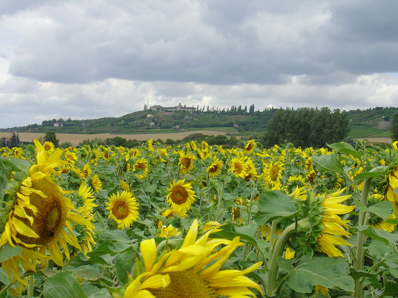 Stürmischer Sommertag