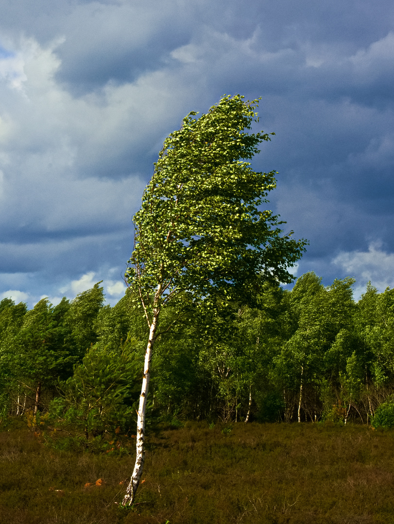 Stürmischer Tag Foto & Bild pflanzen, pilze & flechten, bäume