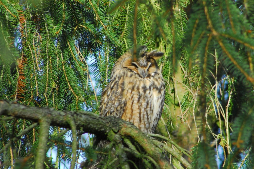 Stürmisches Sonnenbad einer Waldohreule (asio otus)