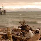 Stürmisches Wetter am Bodensee