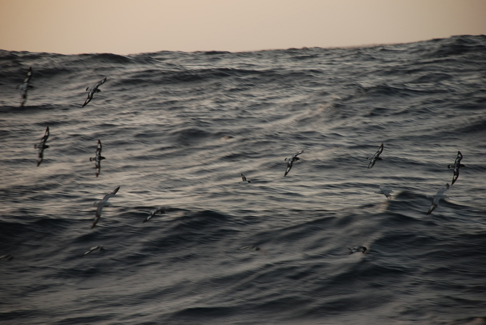 Stürmvogel Drakepassage