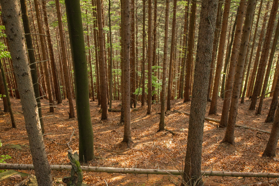 Stürzende Linien im Fichtenwald