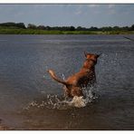 ...stürzt sich für mich in die Fluten der Elbe..