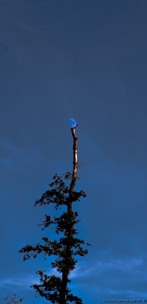 Stützbaum - damit der Mond nicht auf die Erde auf die Erde knallt