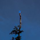 Stützbaum - damit der Mond nicht auf die Erde auf die Erde knallt