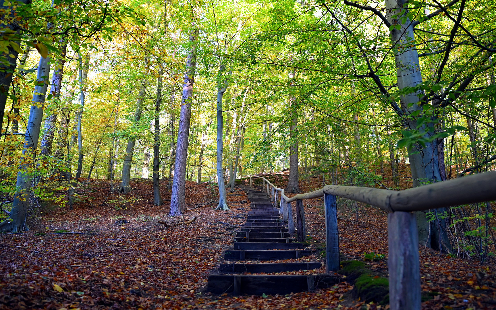 Stufen im Herbstwald