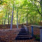 Stufen im Herbstwald