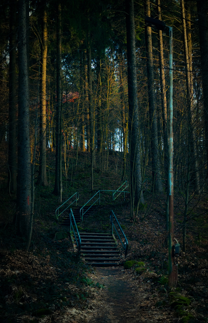 Stufen im Wald