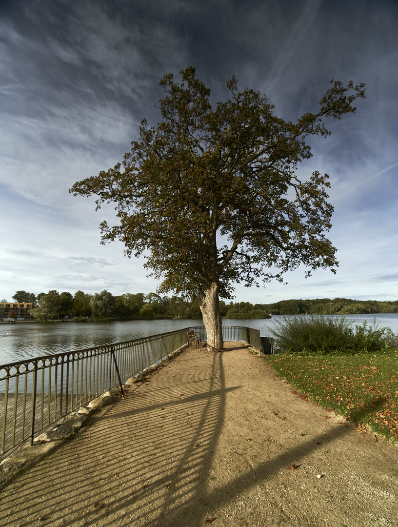 Stufen zum Baum