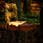 Stuhl im Wald - Wittringen