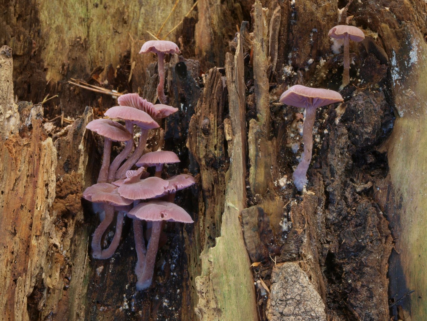 "Stukensteigergruppe" der Violetten Lacktricherlinge