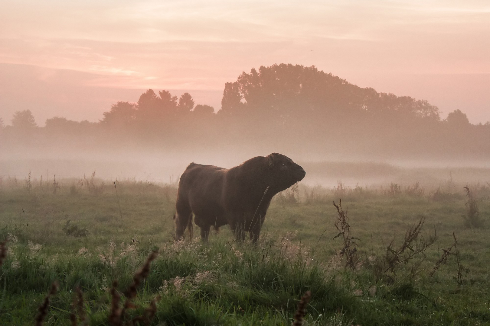 Stumme Begegnung am Morgen