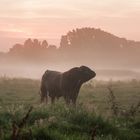 Stumme Begegnung am Morgen