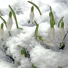 Stumme Glöckchen im Schnee