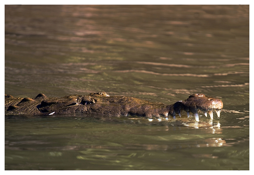 Stumme Hunde und stille Wasser sind gefährlich. (Deutsches Sprichwort)