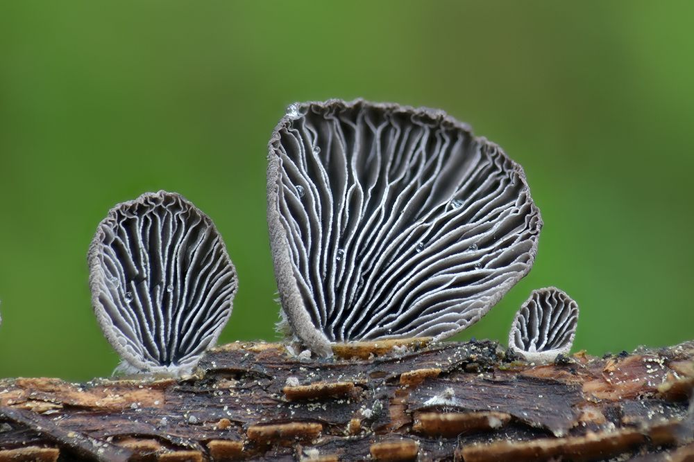 Stummelfüsschen