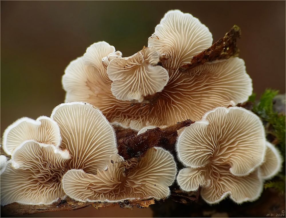 Stummelfüßchen aus dem Buchenwald.